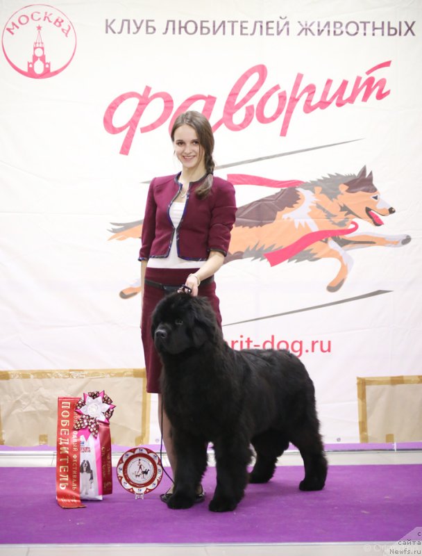 Фото: ньюфаундленд Стеалбеарс Альбакьяра (Stealbears Albachiara)