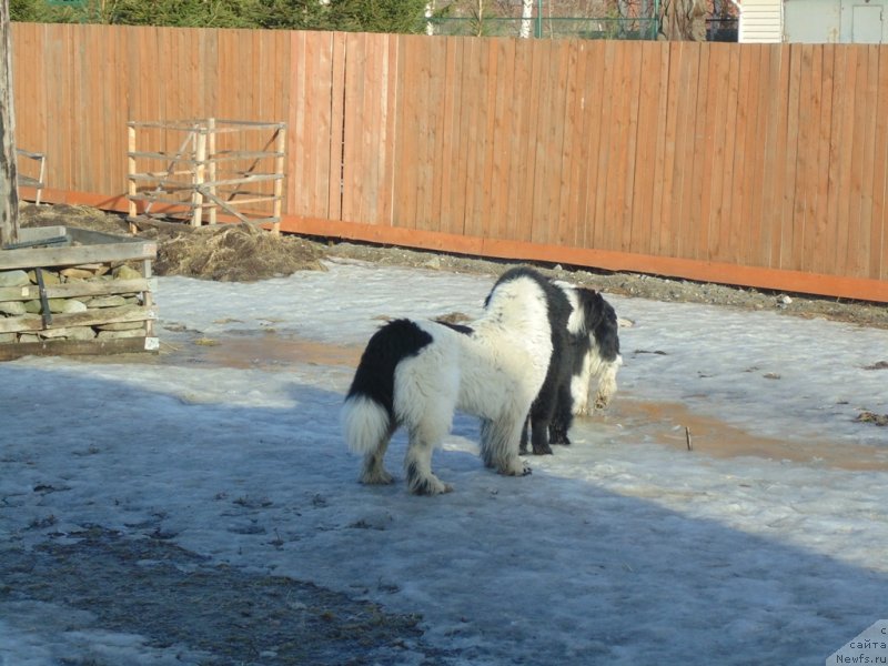 Фото: ньюфаундленд Варвара Краса от Карельских Медведей