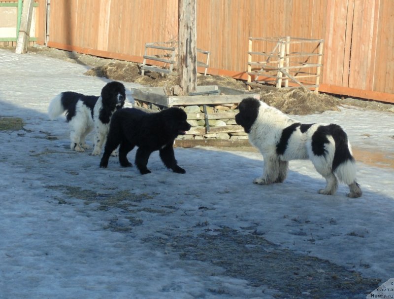 Фото: ньюфаундленд Варвара Краса от Карельских Медведей