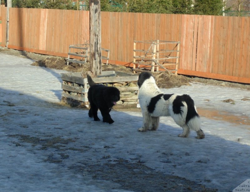Фото: ньюфаундленд Варвара Краса от Карельских Медведей