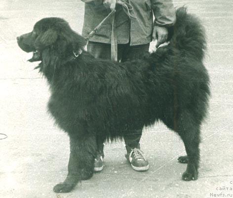 Фото: ньюфаундленд Блэк Демон