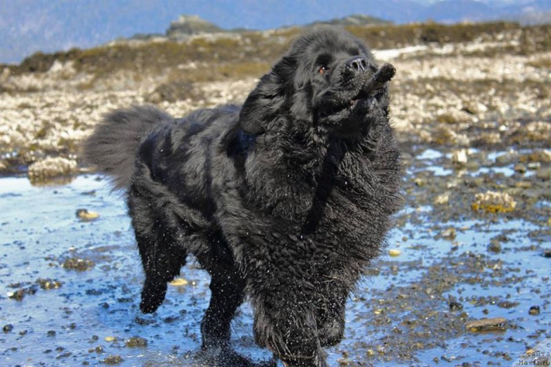 Фотография № 235003