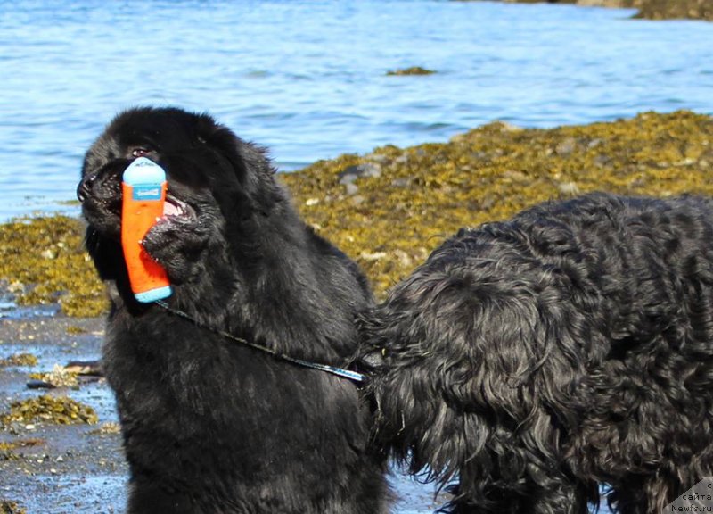 Фото: ньюфаундленд Черная Мафия Ангел Амонг Ус (Chernaya Mafia Аngel Among Us)