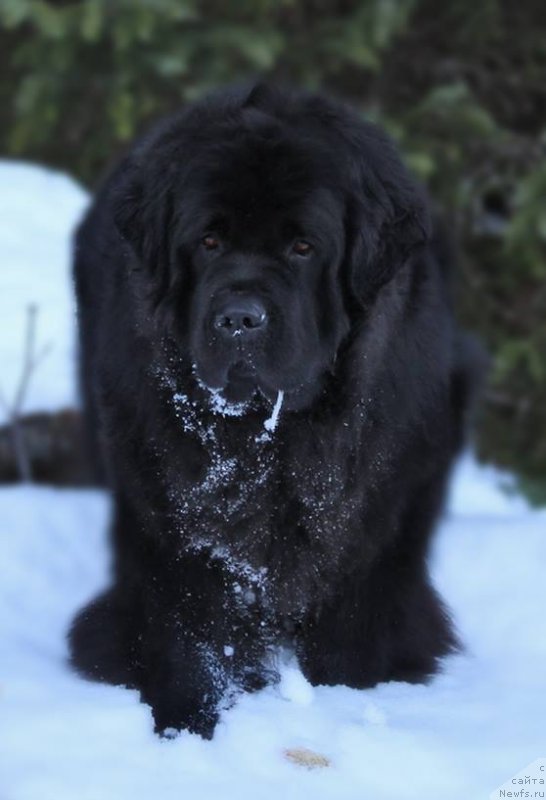 Фото: ньюфаундленд Черная Мафия Ангел Амонг Ус (Chernaya Mafia Аngel Among Us)