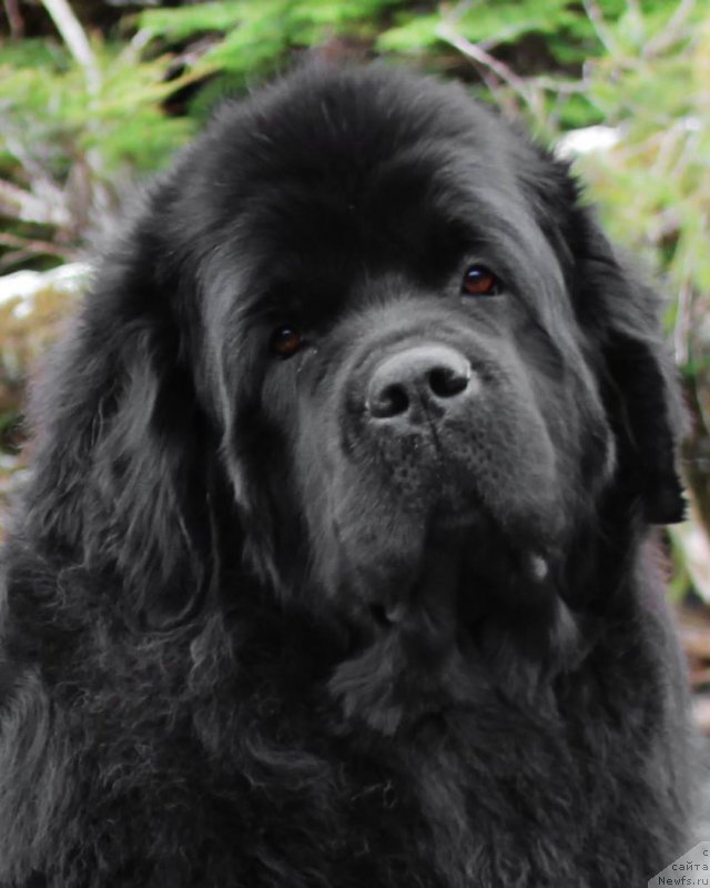 Фотография № 235010