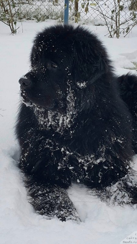 Фото: ньюфаундленд Инвайтинг Лук оф Лав (Inviting Look of Love)