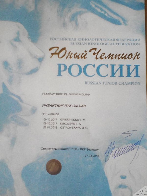 Фото: ньюфаундленд Инвайтинг Лук оф Лав (Inviting Look of Love), ньюфаундленд Инвайтинг Лук оф Лав (Inviting Look of Love)