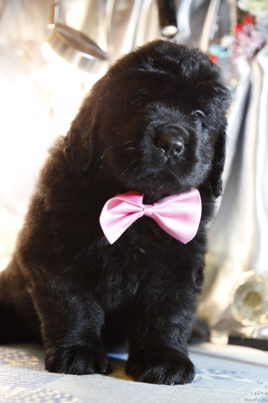 Фото: ньюфаундленд Перл оф Сиа Дипс Жозетта