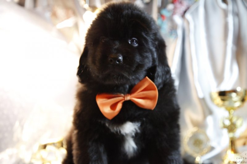 Фото: ньюфаундленд Перл оф Сиа Дипс Жасмин