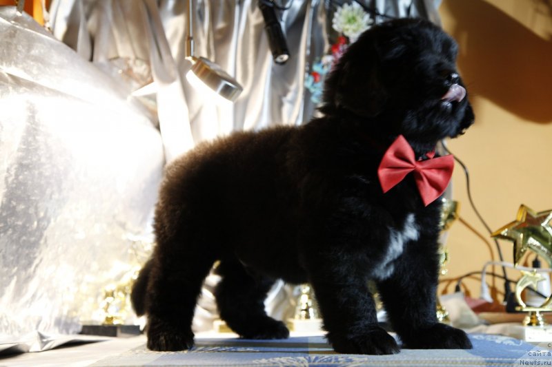 Фото: ньюфаундленд Перл оф Сиа Дипс Жерар