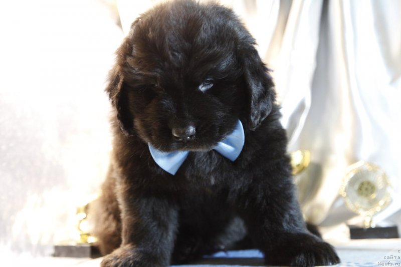 Фото: ньюфаундленд Перл оф Сиа Дипс Жермэн