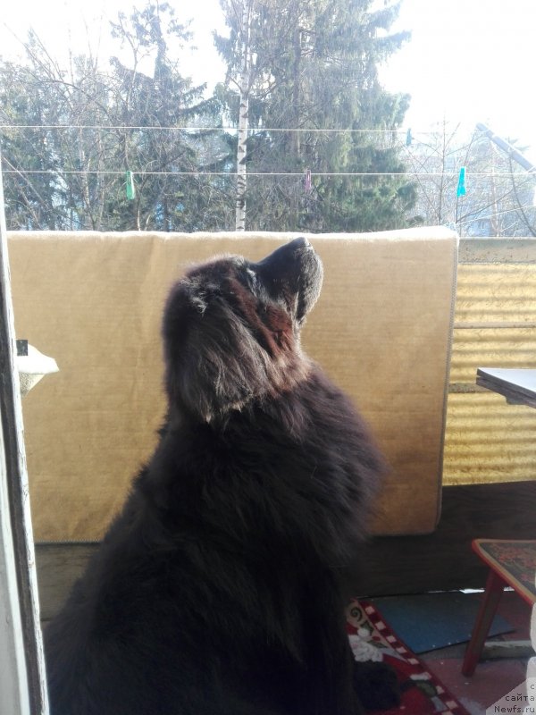 Фото: ньюфаундленд Понтус Пит