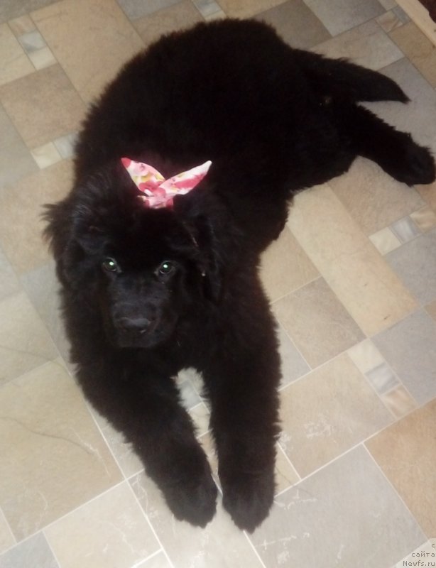 Фото: ньюфаундленд Вип Коллекшн Берз Стар Варвара