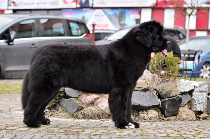 Фото: ньюфаундленд Cascade Try To Win