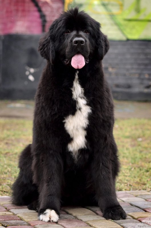 Фото: ньюфаундленд Cascade Try To Win