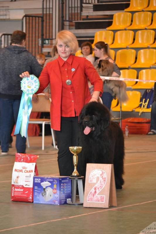 Фото: ньюфаундленд Людвиг Андреас фон Фейербах (Ludvig Andreas fon Feyerbah)
