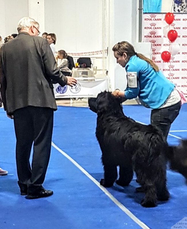 Фото: ньюфаундленд Ньюфорт Дивная Диана