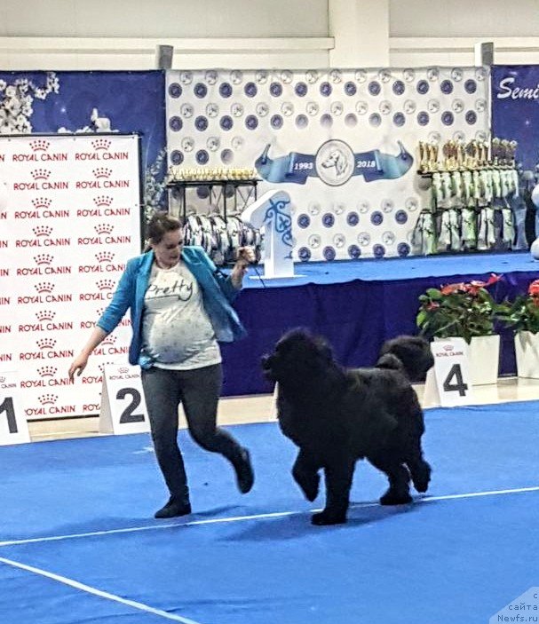 Фото: ньюфаундленд Ньюфорт Дивная Диана