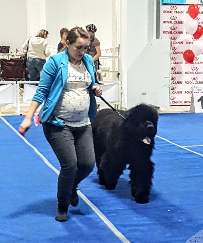 Фото: ньюфаундленд Ньюфорт Дивная Диана