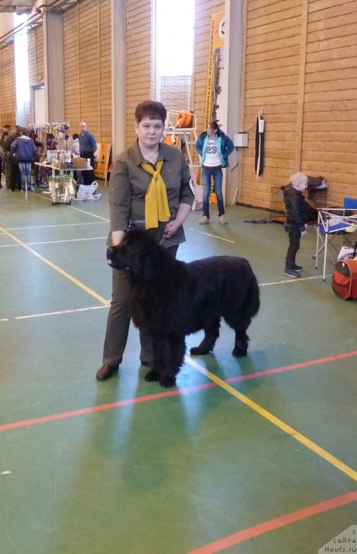 Фото: ньюфаундленд Инвайтинг Лук оф Лав (Inviting Look of Love), ньюфаундленд Инвайтинг Лук оф Лав (Inviting Look of Love)