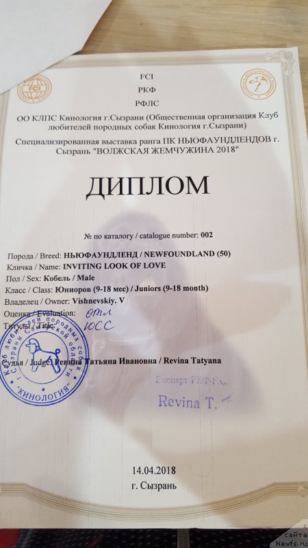 Фото: ньюфаундленд Инвайтинг Лук оф Лав (Inviting Look of Love)