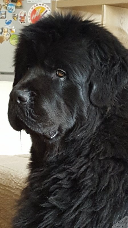 Фото: ньюфаундленд Инвайтинг Лук оф Лав (Inviting Look of Love)