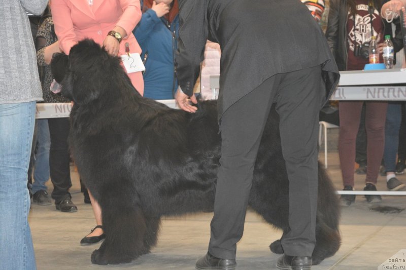 Фото: ньюфаундленд Индус от Сибирского Медведя