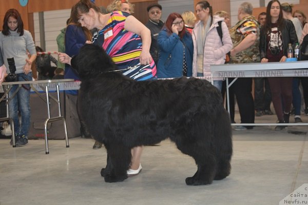 Фото: REMI MARTIN LUI IS ANTAGRADA вл. Федорова В.