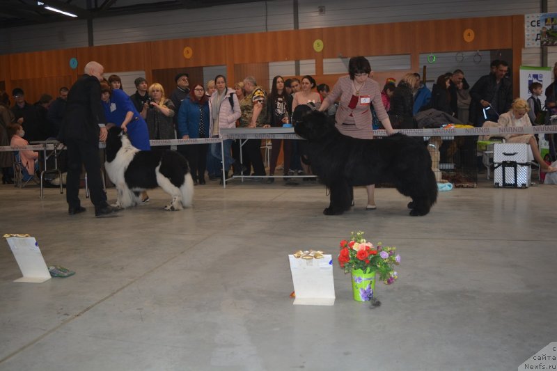 Фото: ньюфаундленд Супер Премиум Уильям Шекспир (Super Premium William Shakspear)