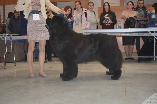 Фото: ньюфаундленд Акватория Келвин Авантюрист (Aquatoriya Kelvin Avanturist)