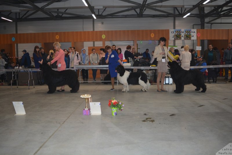 Фото: ньюфаундленд Индус от Сибирского Медведя, ГОРДОН ИНГЛ ПЕРИКЛЬЗ ФРОМ РАШН БЕАР, ньюфаундленд Акватория Келвин Авантюрист (Aquatoriya Kelvin Avanturist)