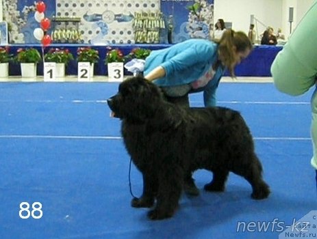 Фото: ньюфаундленд Ньюфорт Дивная Диана, ньюфаундленд Ньюфорт Дивная Диана