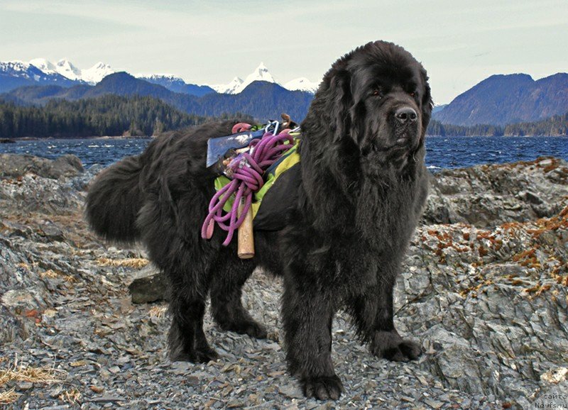 Фотография № 235077