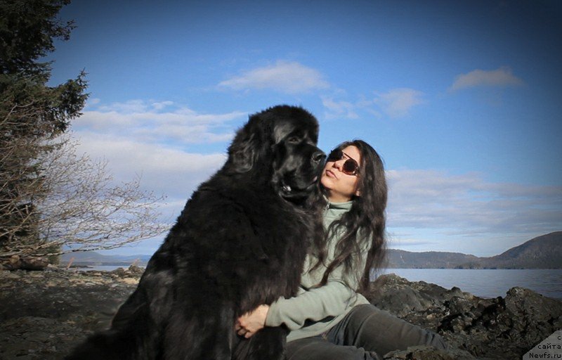 Фото: ньюфаундленд Черная Мафия Ангел Амонг Ус (Chernaya Mafia Аngel Among Us)