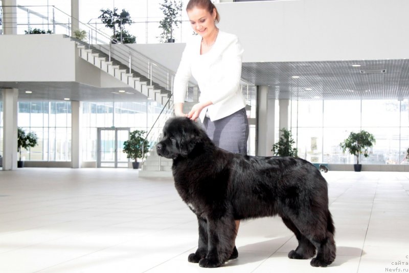 Фото: ньюфаундленд Аквиан Сонг Текила Голд (Akvian Song Tequila Gold)