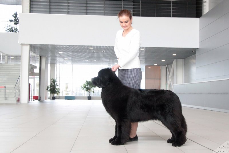 Фото: ньюфаундленд Аквиан Сонг Текила Голд (Akvian Song Tequila Gold)