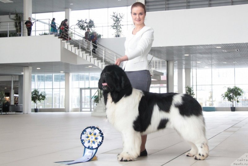 Фото: ньюфаундленд Oukaya Forever Le Grand Ami for-Akvian Song