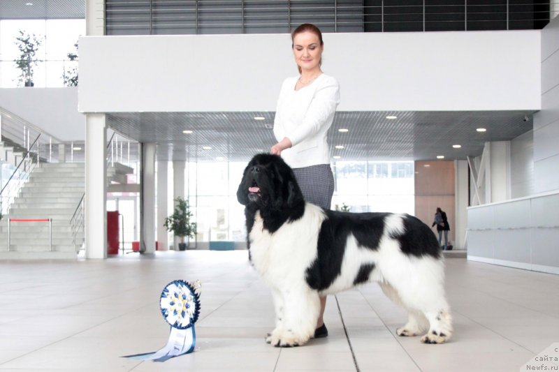 Фото: ньюфаундленд Oukaya Forever Le Grand Ami for-Akvian Song