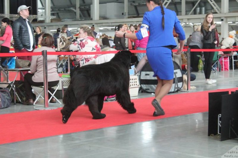 Фото: ньюфаундленд Аквиан Сонг Текила Голд (Akvian Song Tequila Gold)