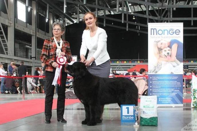 Фото: ньюфаундленд Аквиан Сонг Текила Голд (Akvian Song Tequila Gold)