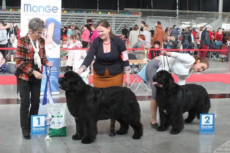 Фото: ньюфаундленд Акватория Келвин Жасмин (Aquatoriya Kelvin Zhasmin), ньюфаундленд Аквиан Сонг Лаватера (Akvian Song Lavatera)