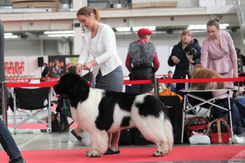 Фото: ньюфаундленд Oukaya Forever Le Grand Ami for-Akvian Song