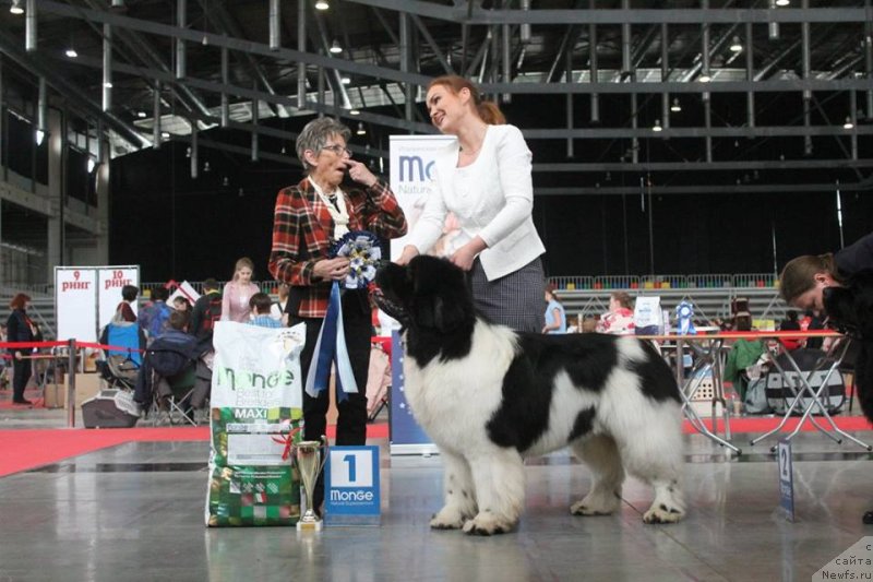 Фото: ньюфаундленд Oukaya Forever Le Grand Ami for-Akvian Song