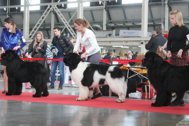 Фото: ньюфаундленд Oukaya Forever Le Grand Ami for-Akvian Song