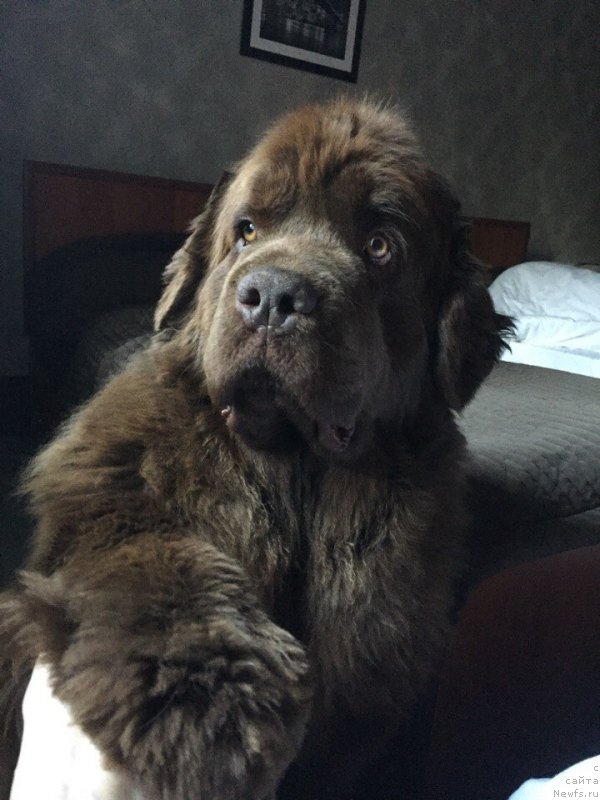 Фото: ньюфаундленд Наоми Таголири фор Браунблад (Naomi Tagoliri for Brouwnblood)