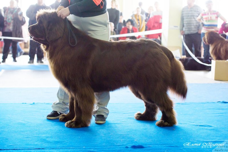 Фото: ньюфаундленд Хакку Шоколадный Медведь (Hakku Shokoladnyy Medved)