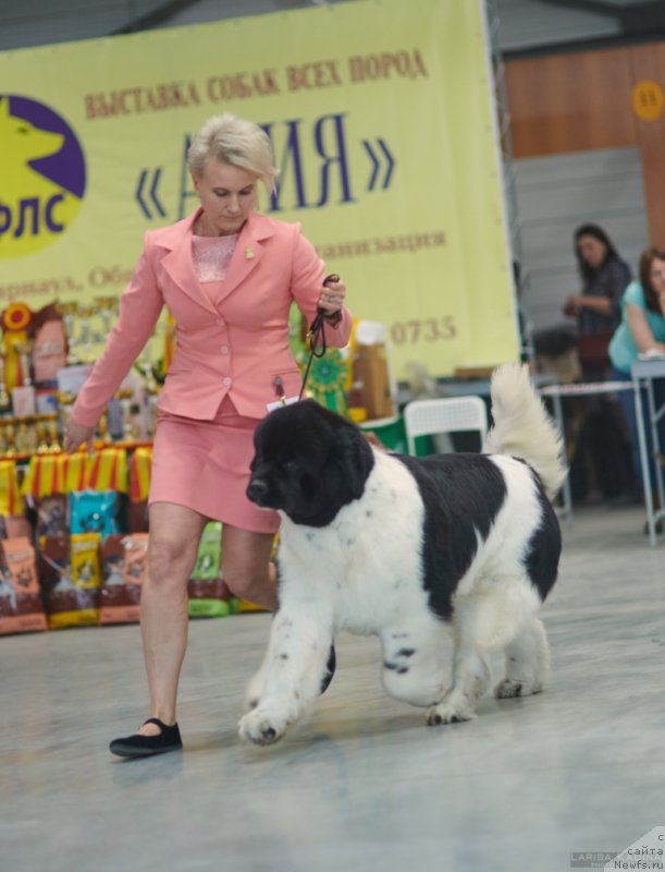 Фото: ньюфаундленд Специал Герл (Special Girl)