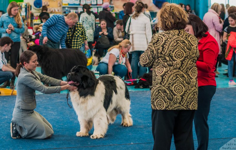 Фото: Ксения Наумова, ньюфаундленд Жофрей де Пейрак Мечта Женщин