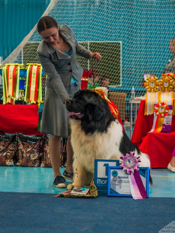 Фото: ньюфаундленд Жофрей де Пейрак Мечта Женщин