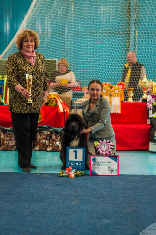 Фото: Ксения Наумова, ньюфаундленд Владыка Гор Априори Астера (Vladyka Gor Apriori Astera)